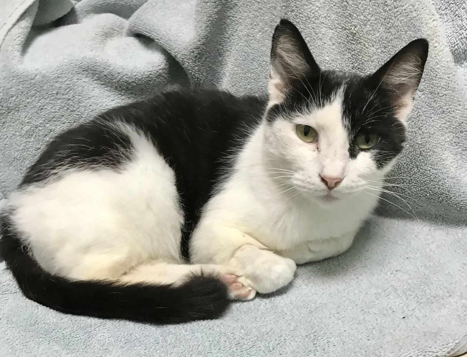 Mocktail, a Adoptable Domestic Short Hair in Dublin, OH image 1/3