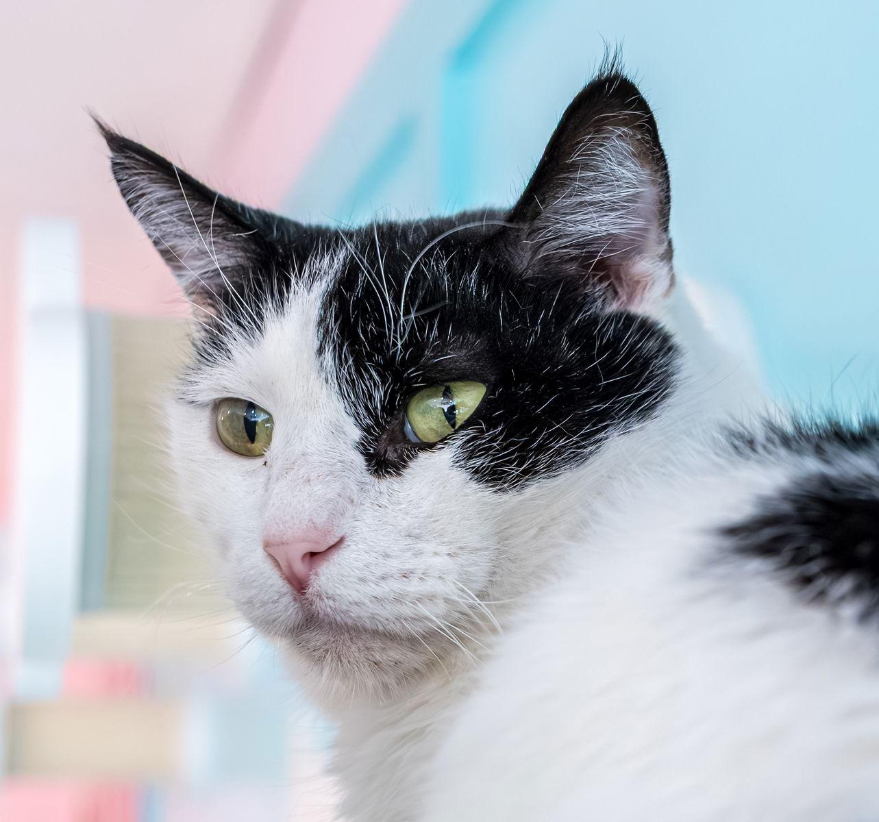 Mocktail - KBC — thumbnail 2