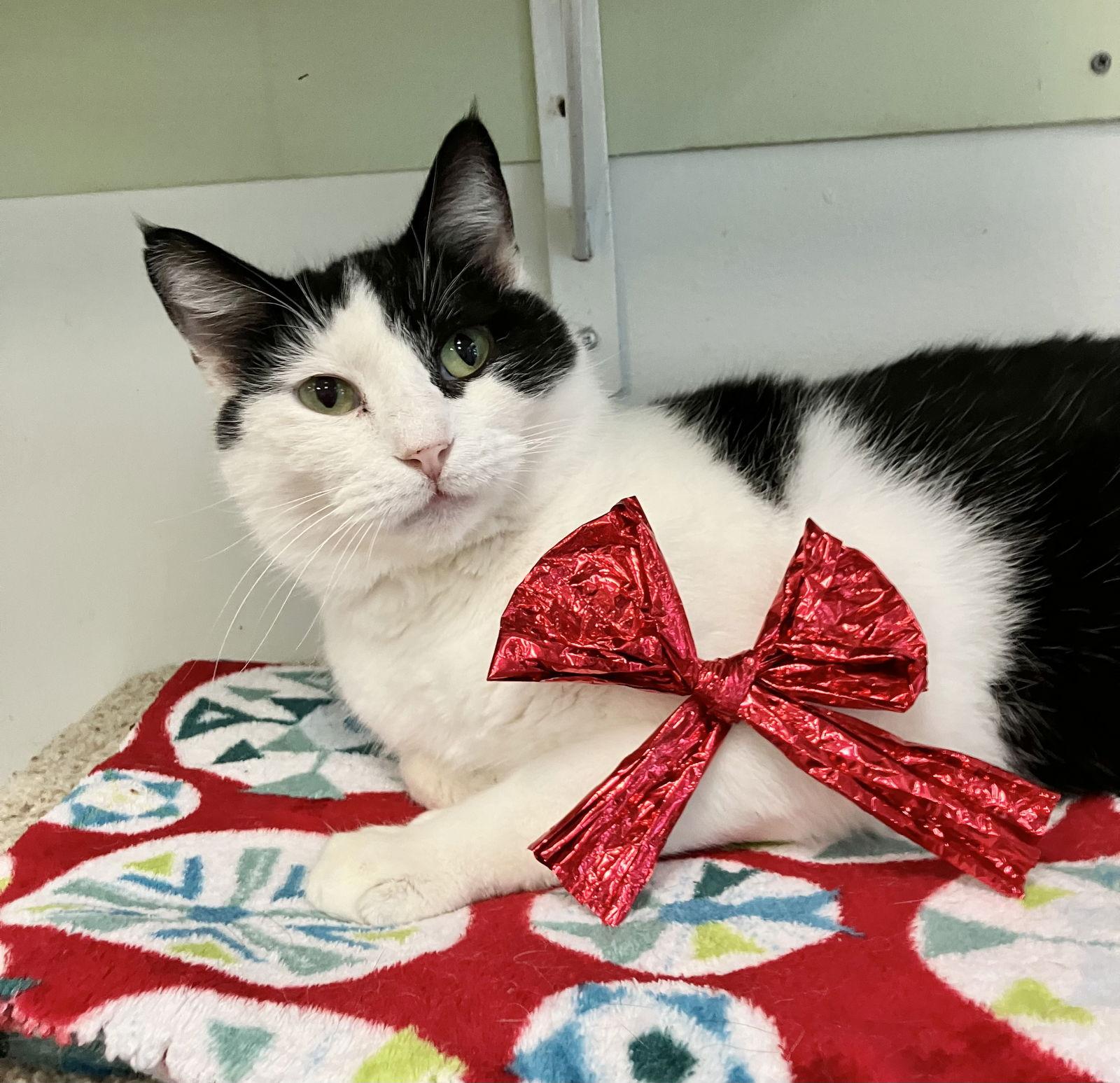 Mocktail thumbnail 3