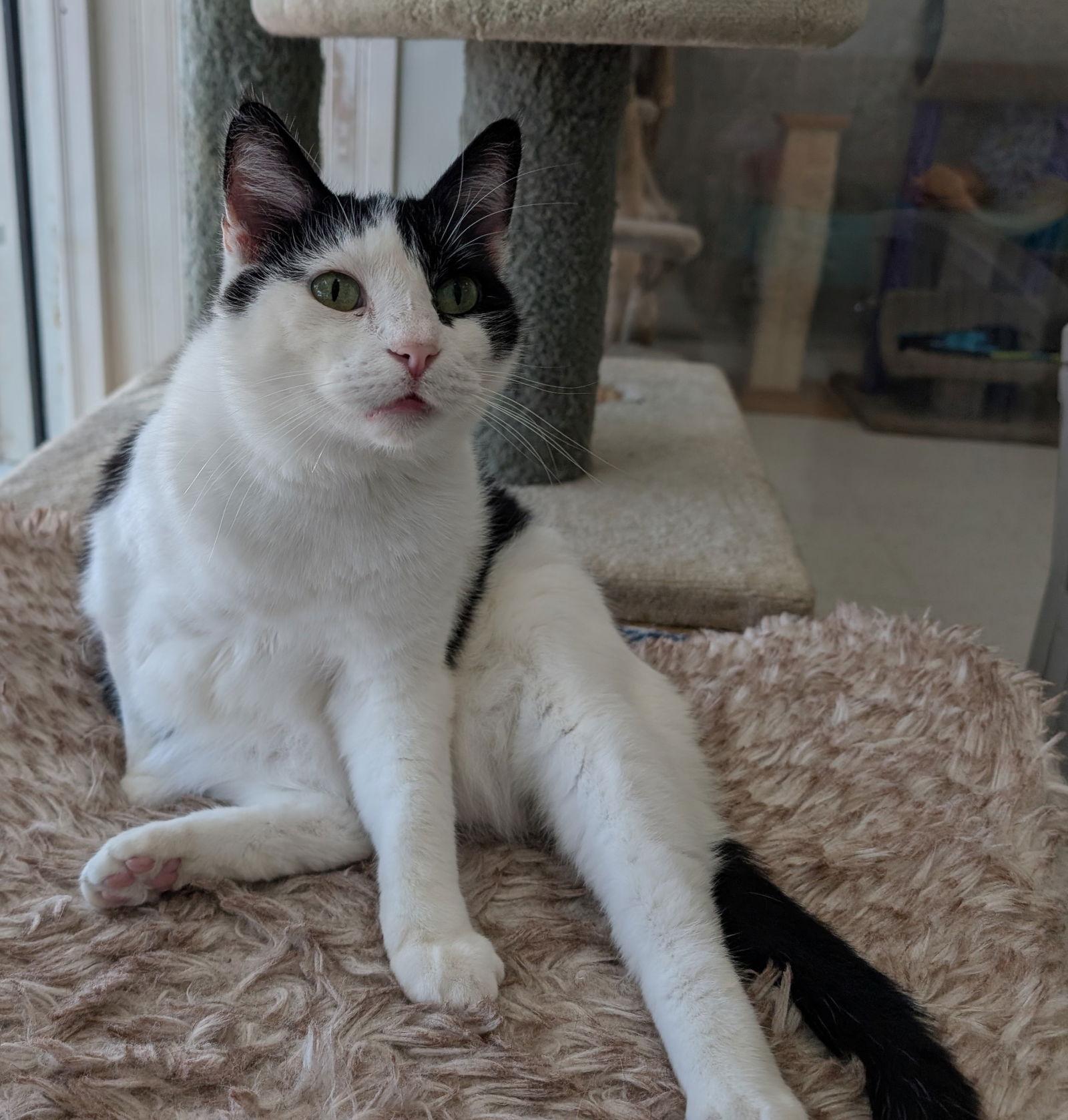 Mocktail, a Adoptable Domestic Short Hair in Dublin, OH image 2/3