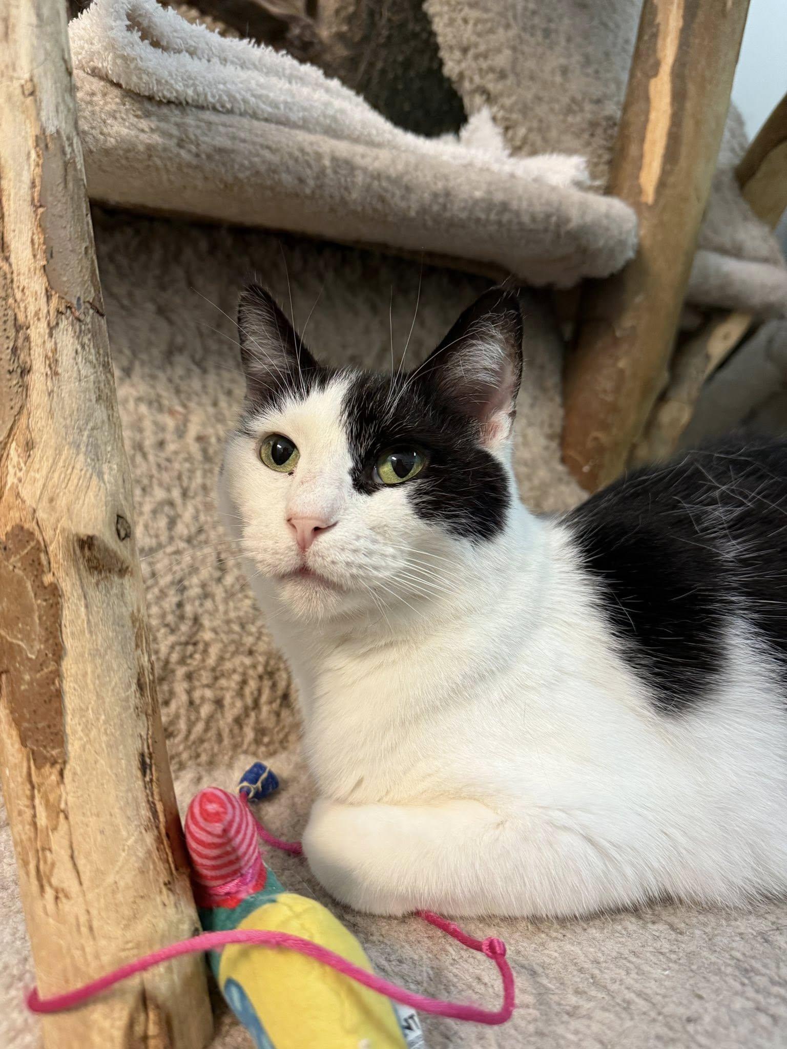 Mocktail - KBC, Adoptable, Adult Male Domestic Short Hair.