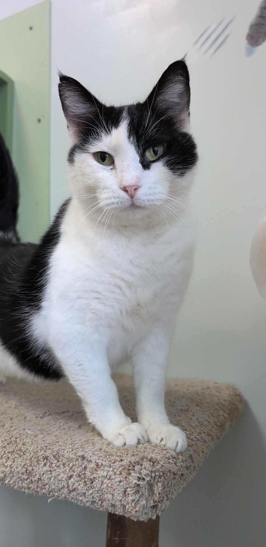 Mocktail, a Adoptable Domestic Short Hair in Dublin, OH image 3/3
