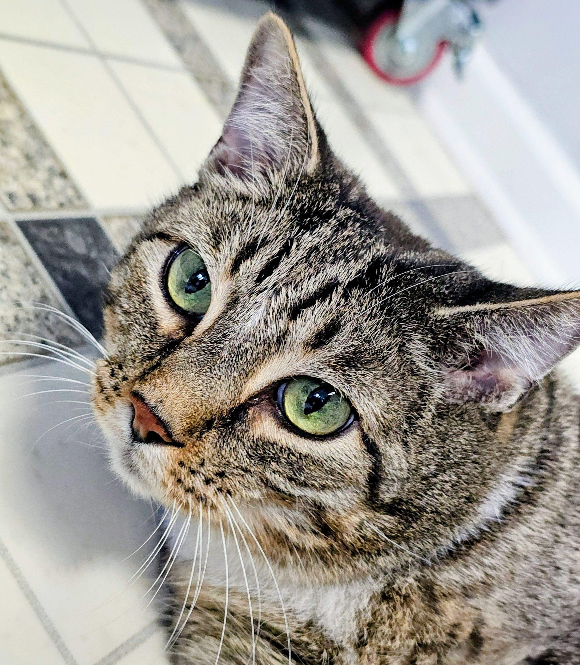 Enlarge Nick 3640 C, a Adoptable Domestic Short Hair in Frankfort, KY image 1/5