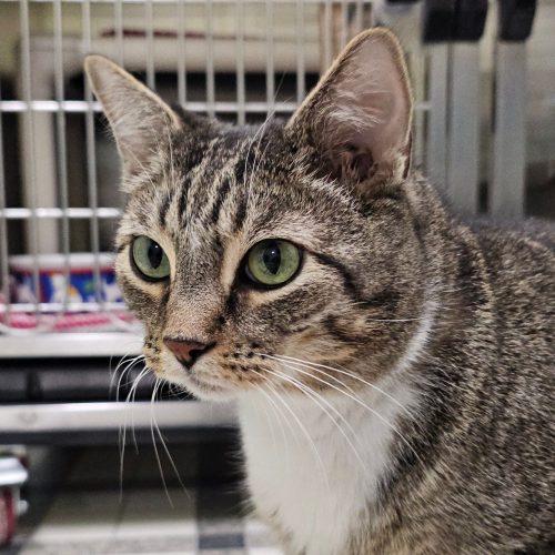 Nick 3640 C, Adoptable, Adult Male Domestic Short Hair.