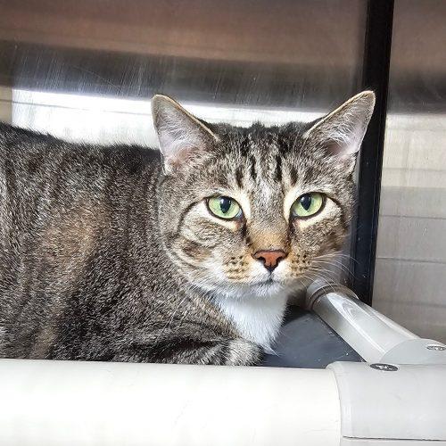 Enlarge Nick 3640 C, a Adoptable Domestic Short Hair in Frankfort, KY image 1/5