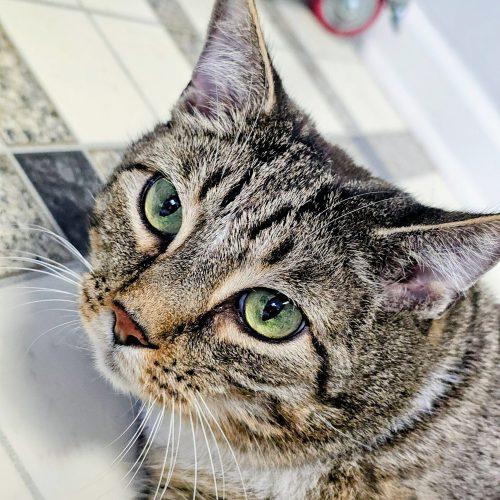 Enlarge Nick 3640 C, a Adoptable Domestic Short Hair in Frankfort, KY image 2/5