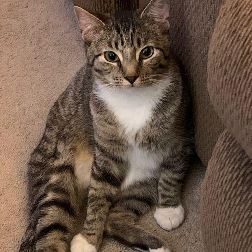 Enlarge Nick 3640 C, a Adoptable Domestic Short Hair in Frankfort, KY image 4/5