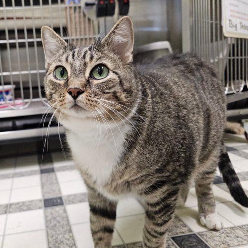 Enlarge Nick 3640 C, a Adoptable Domestic Short Hair in Frankfort, KY image 5/5