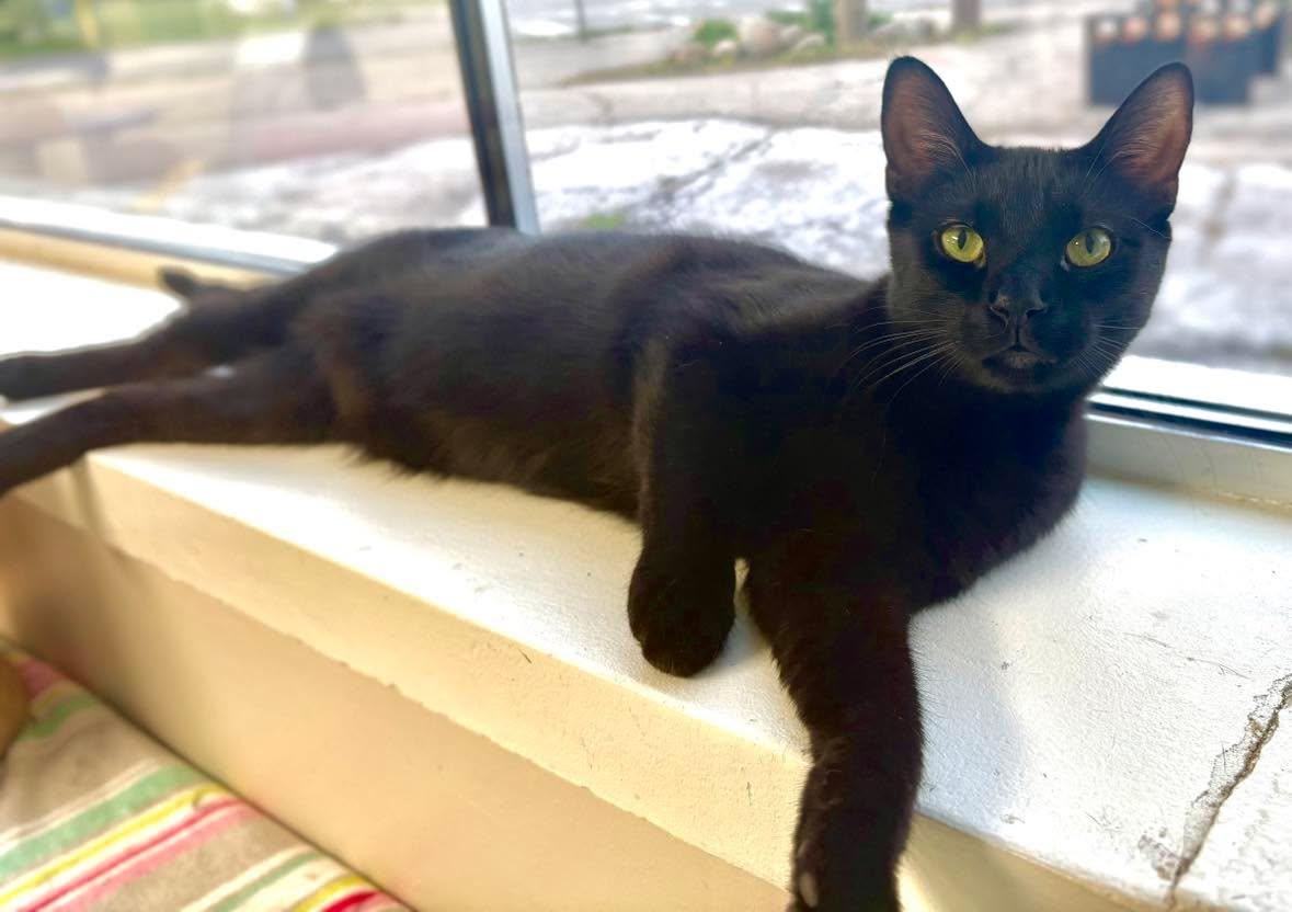 Iggy, Adoptable, Young Male Domestic Short Hair.