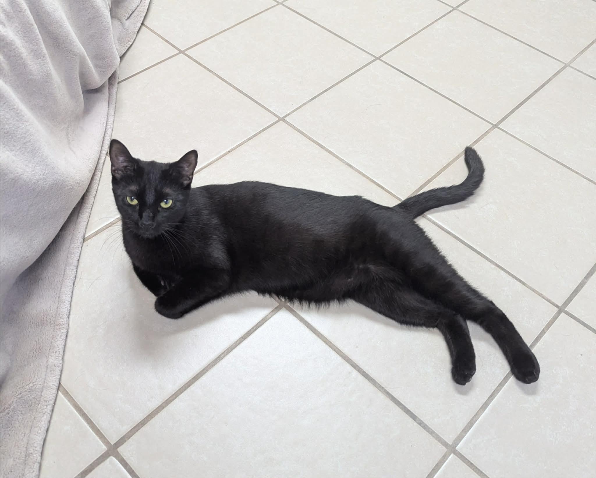 Iggy, a Adoptable Domestic Short Hair in New Baltimore, MI image 3/4