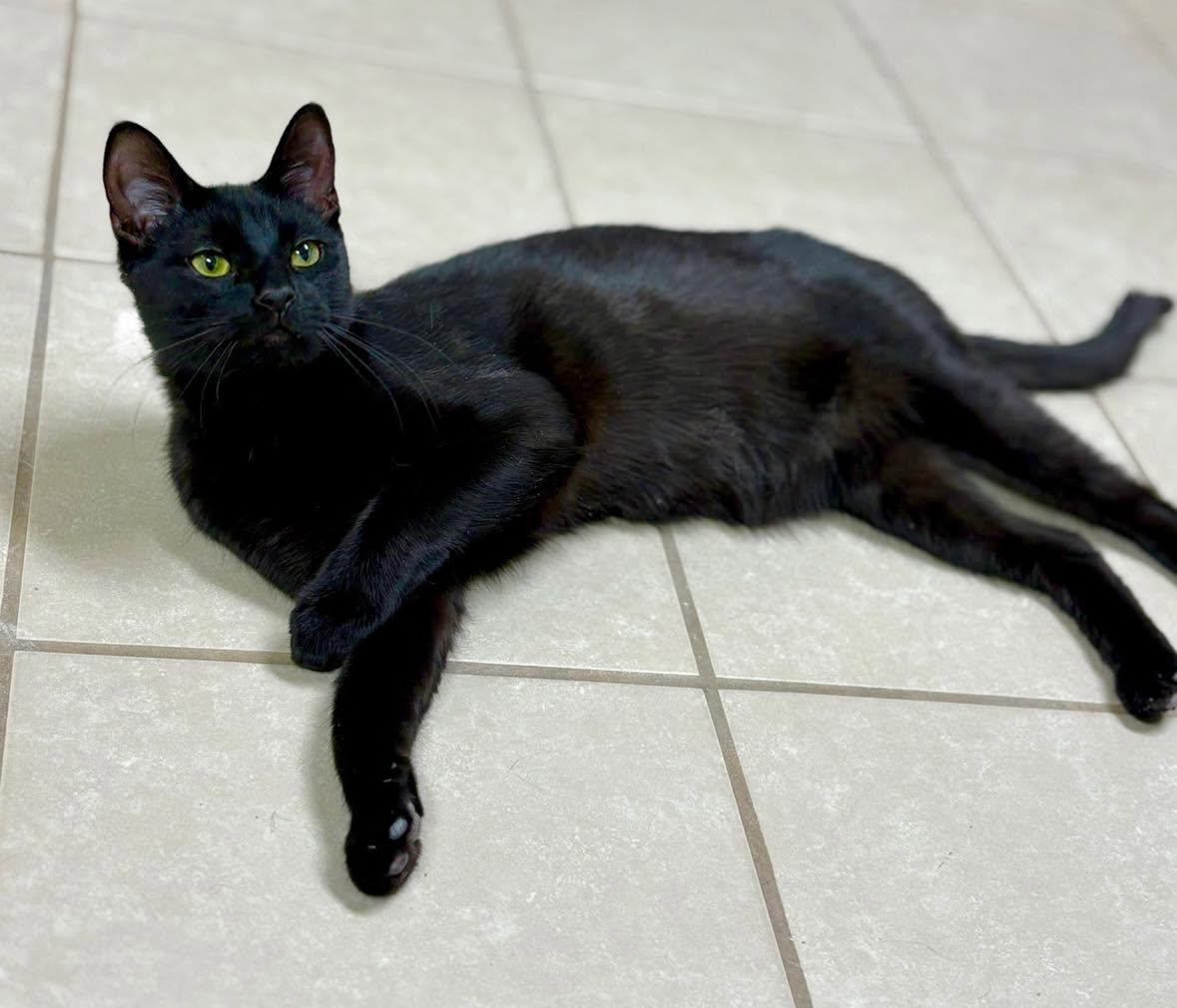 Iggy, a Adoptable Domestic Short Hair in New Baltimore, MI image 4/4