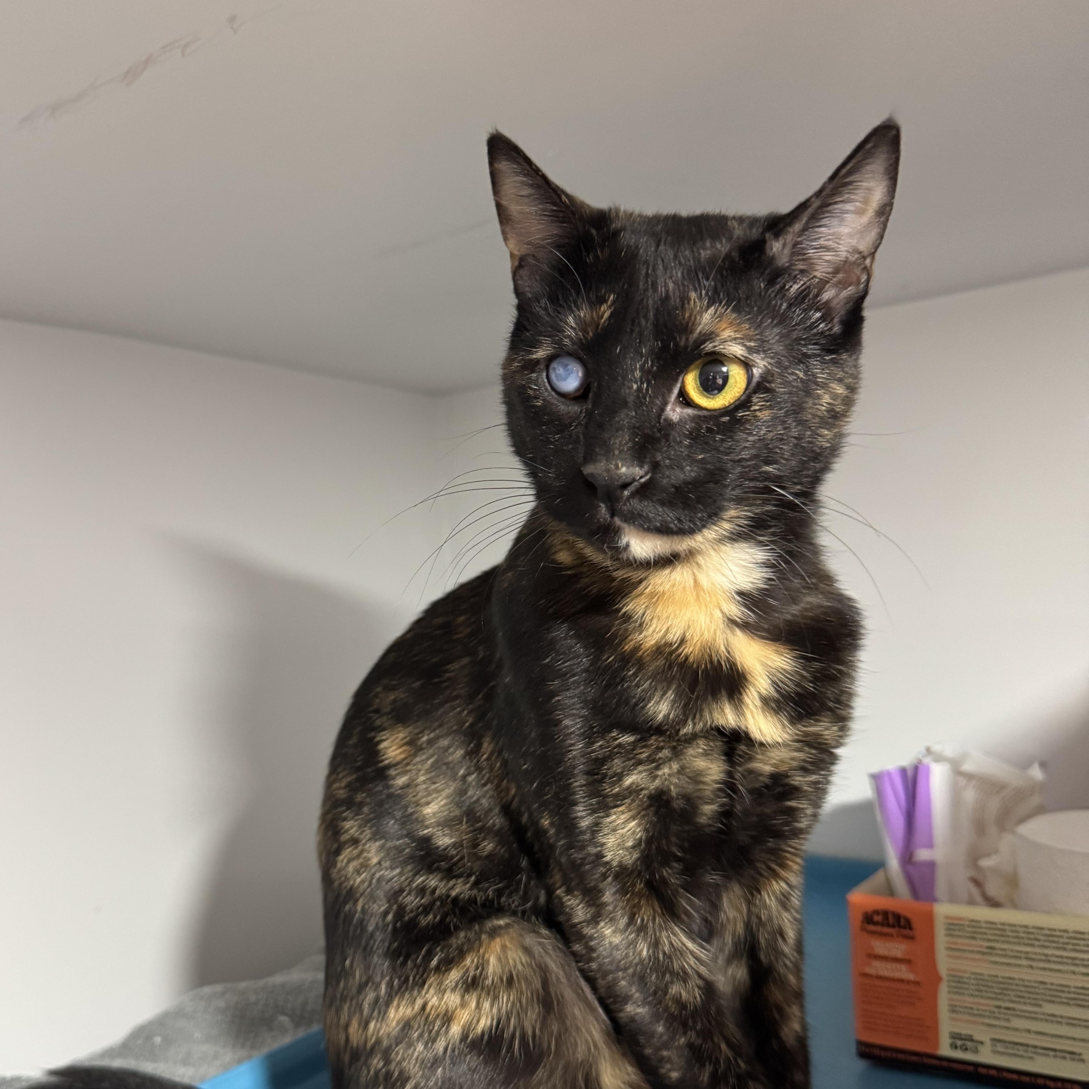 Daisy B- 1 Eye, Young Female unknown