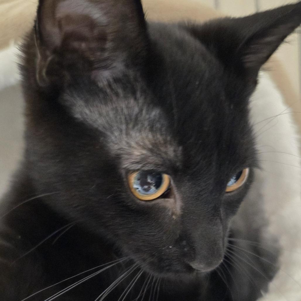 Enlarge John, a Adoptable Domestic Short Hair in Branson, MO image 1/1