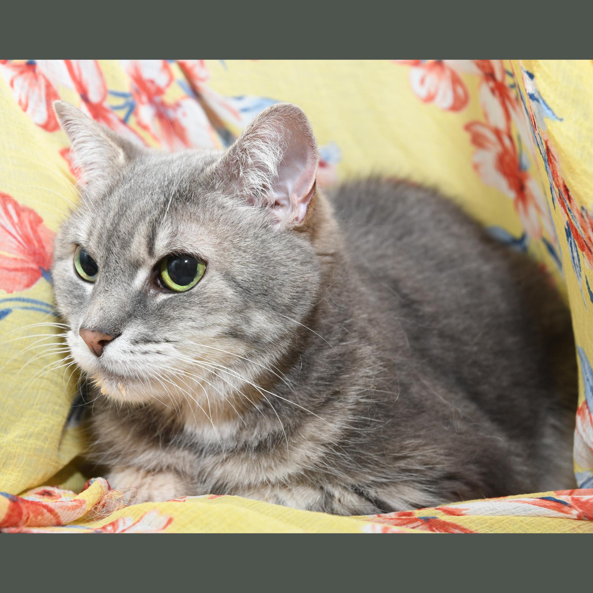 Reagan, an adopted Domestic Short Hair in Natick, MA image 3/6