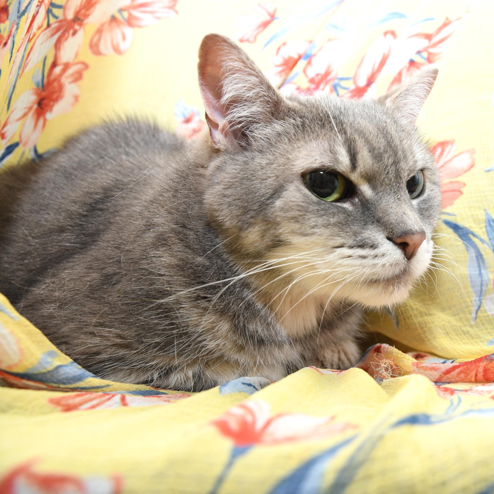 Reagan, an adopted Domestic Short Hair in Natick, MA image 5/6