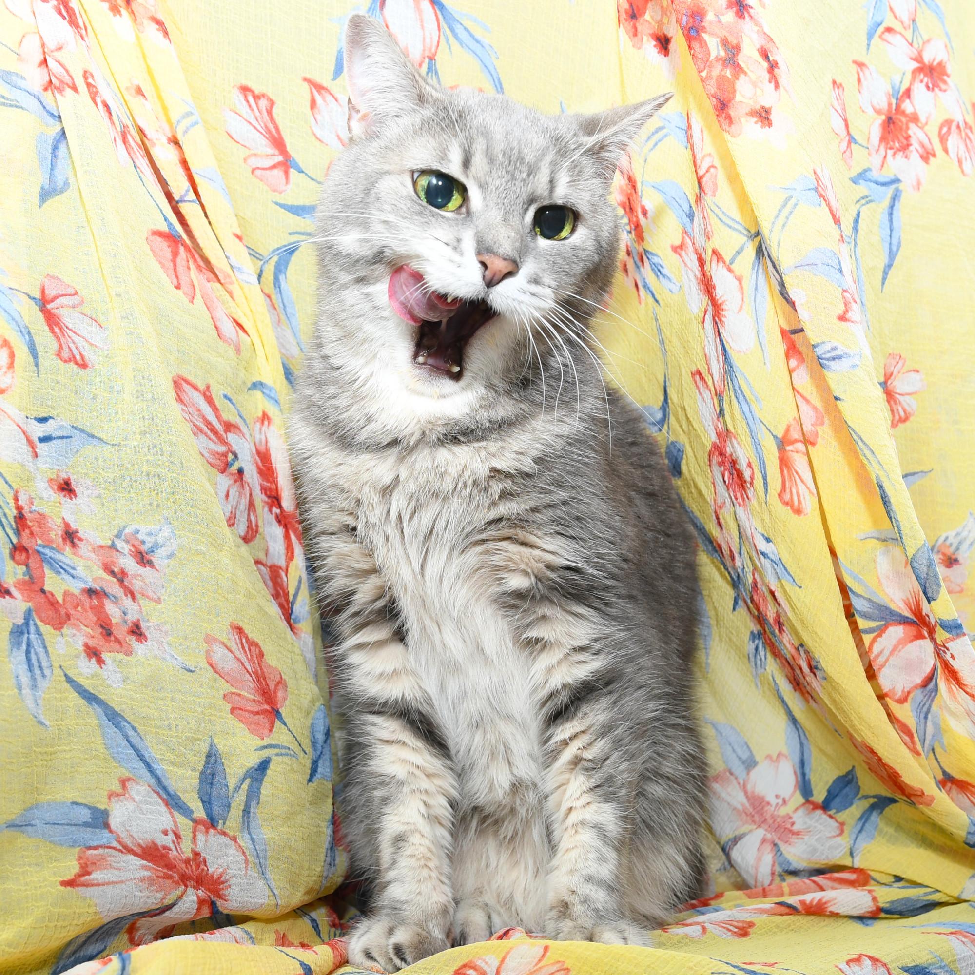 Reagan, an adopted Domestic Short Hair in Natick, MA image 2/6