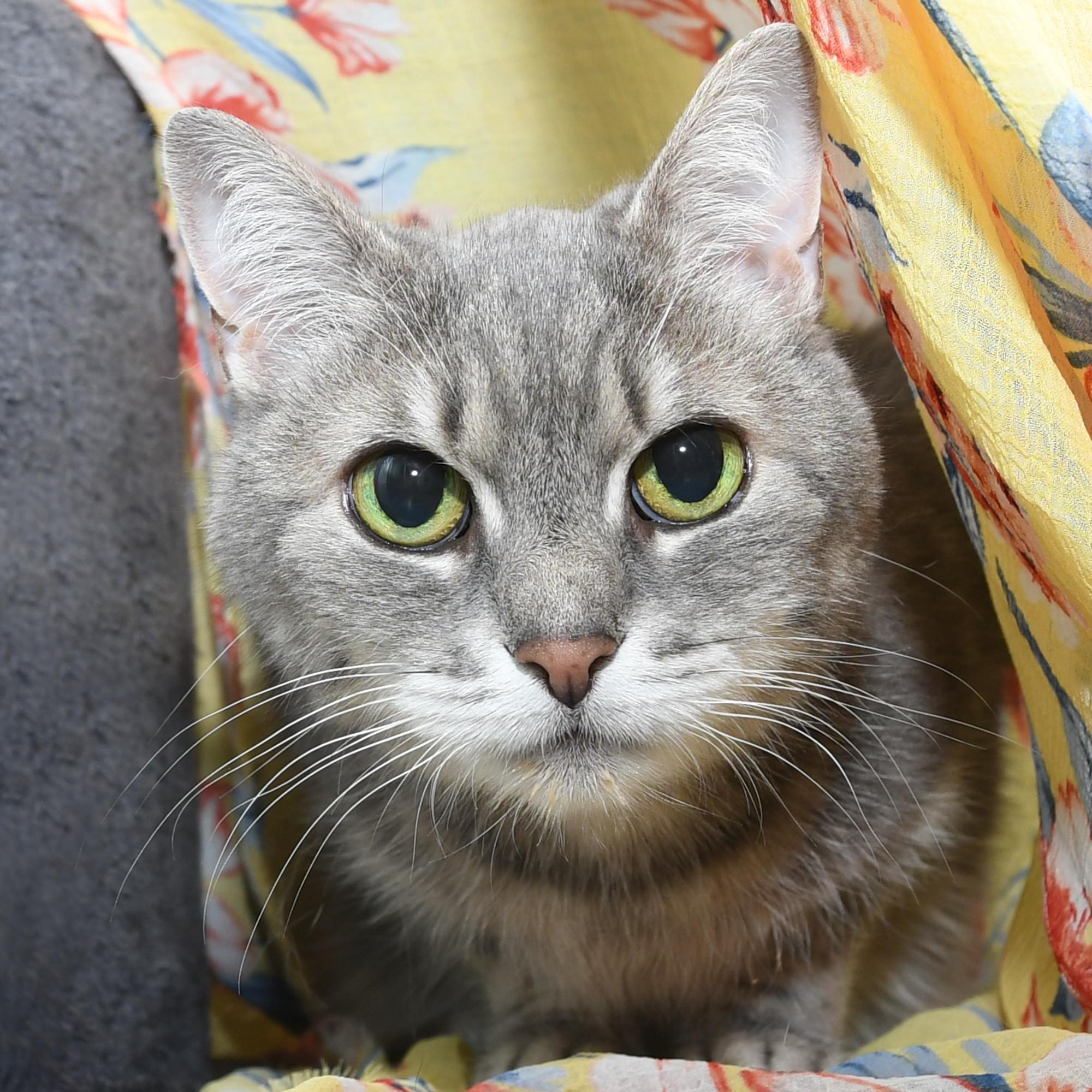 Reagan, an adopted Domestic Short Hair in Natick, MA image 1/6