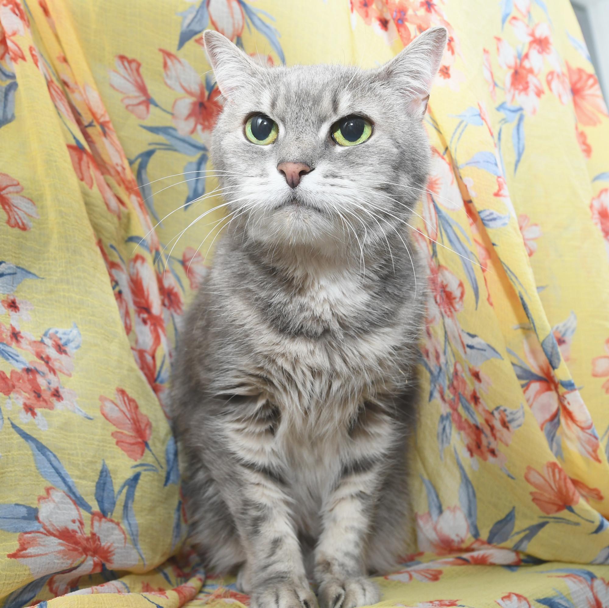 Reagan, an adopted Domestic Short Hair in Natick, MA image 4/6