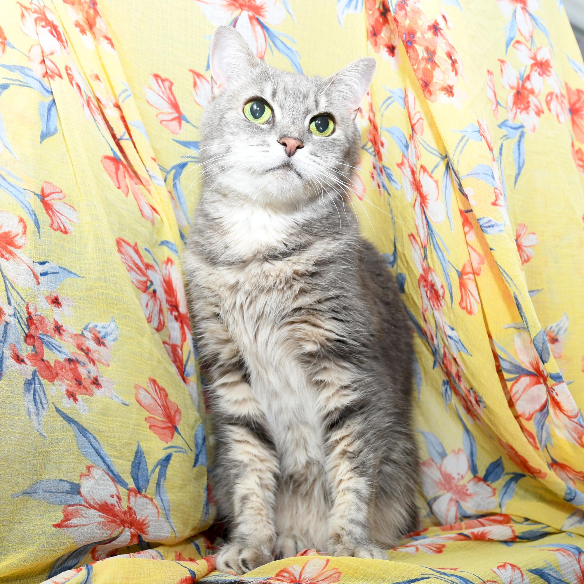 Reagan, an adopted Domestic Short Hair in Natick, MA image 6/6