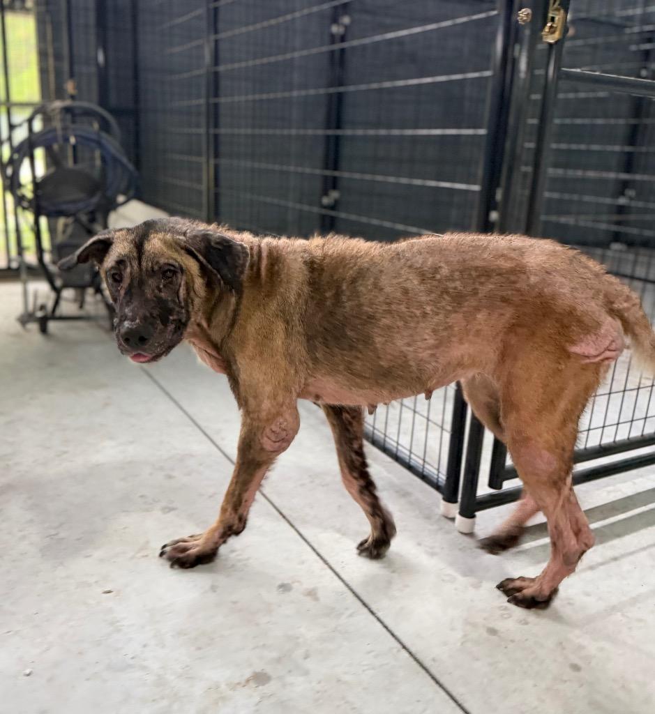 Harley, Adoptable, Adult Female German Shepherd Dog.