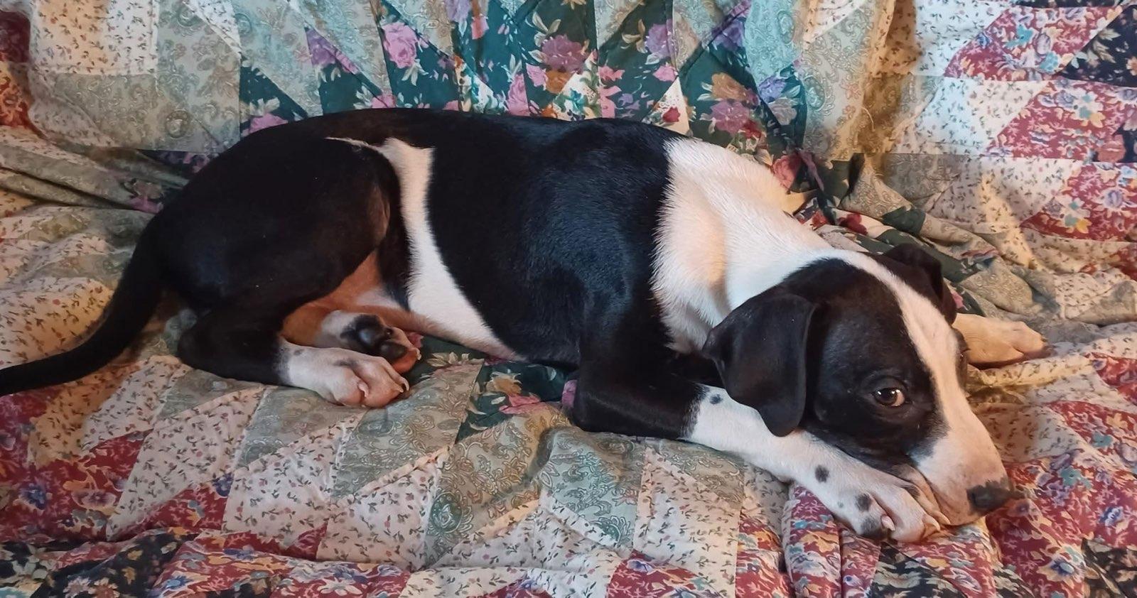 Enlarge Jasper (12wo, 22lbs), a Adoptable Hound in Hinton, WV image 2/3