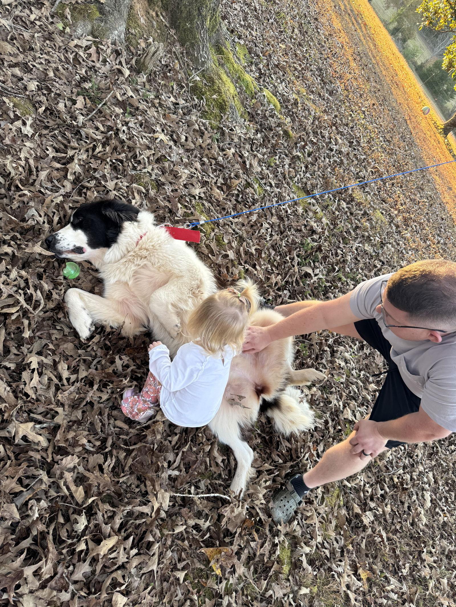 Bella in New England, Adoptable, Adult Female Great Pyrenees.