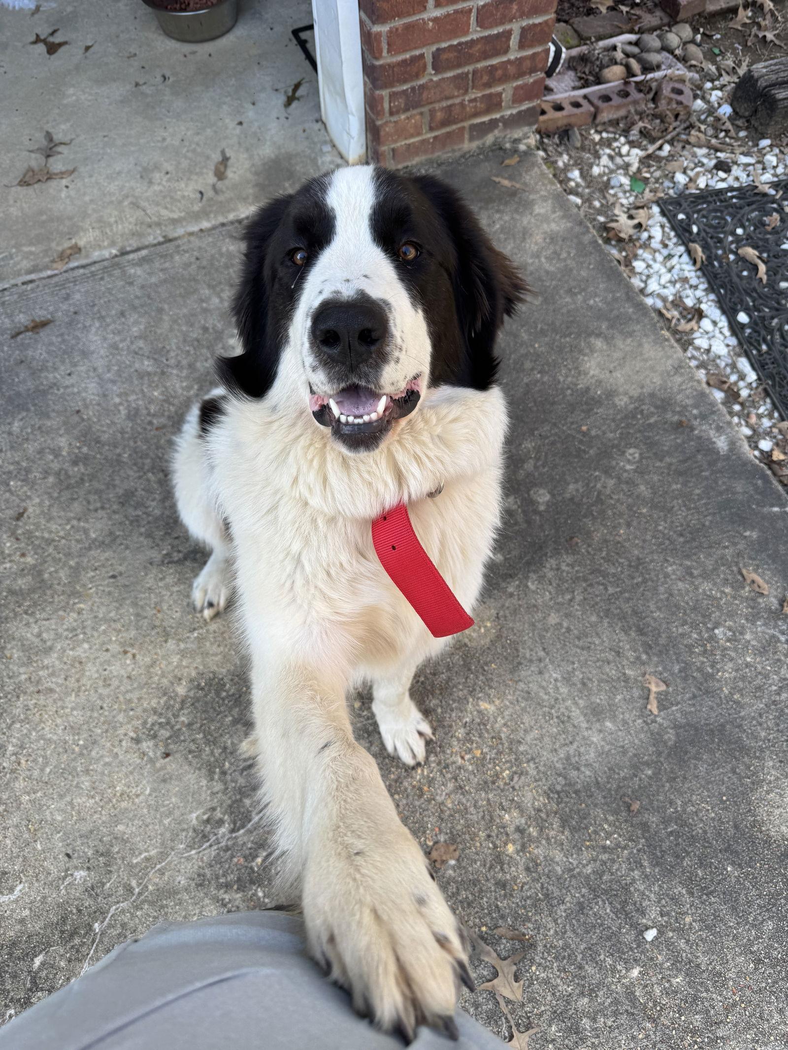 Bella in New England, a Adoptable Great Pyrenees in Croydon, NH image 2/2