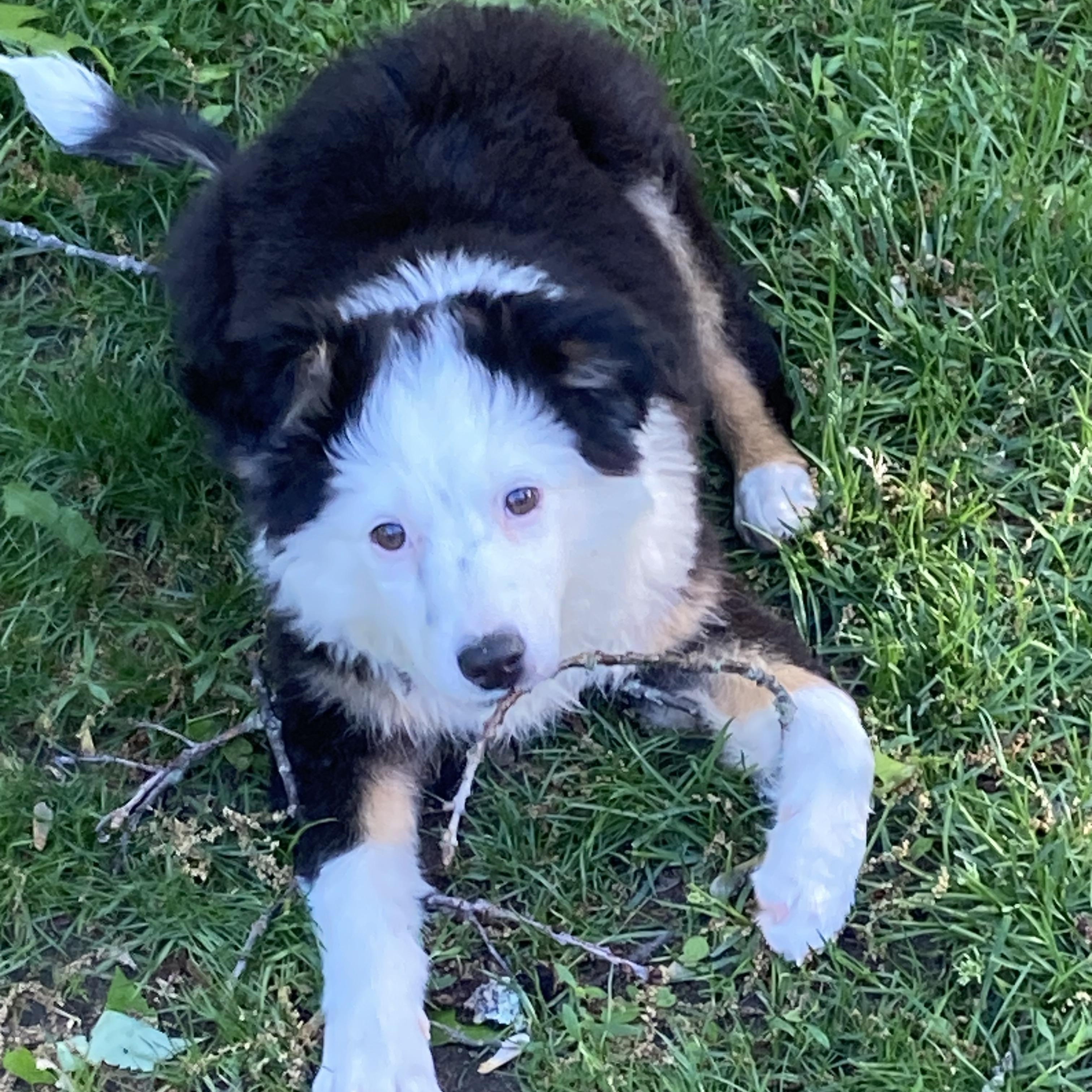 Jack, an adopted mixed breed in Berwick, ME image 5/5