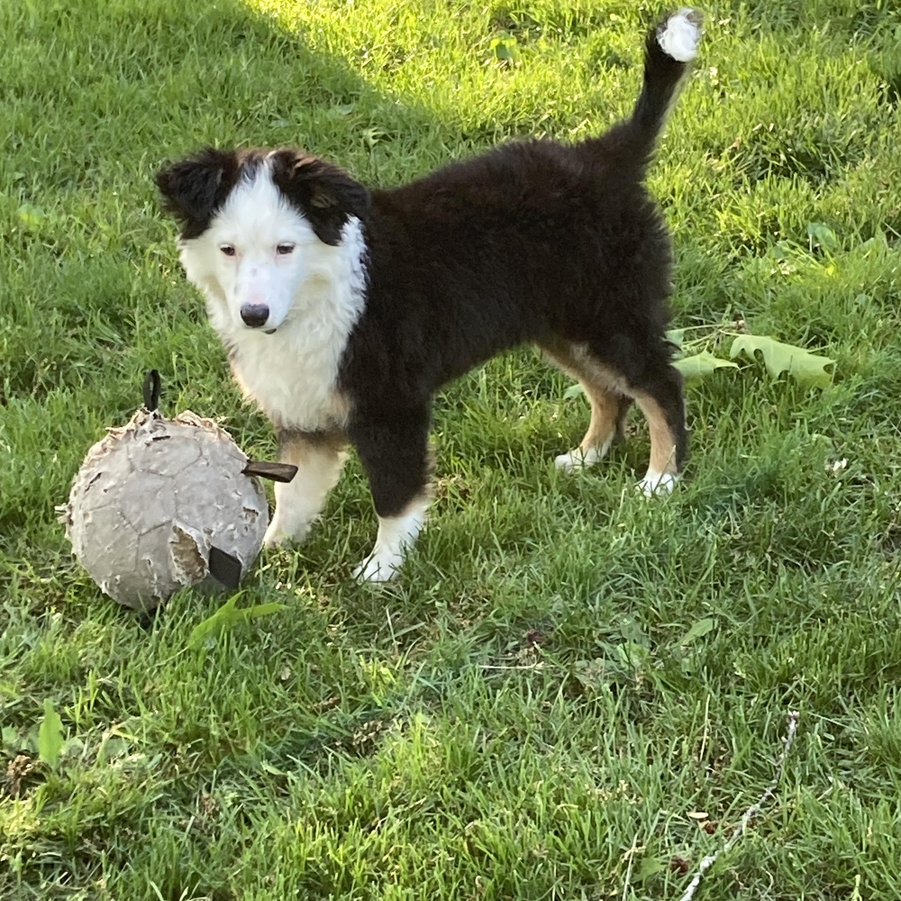 Jack, an adopted mixed breed in Berwick, ME image 4/5