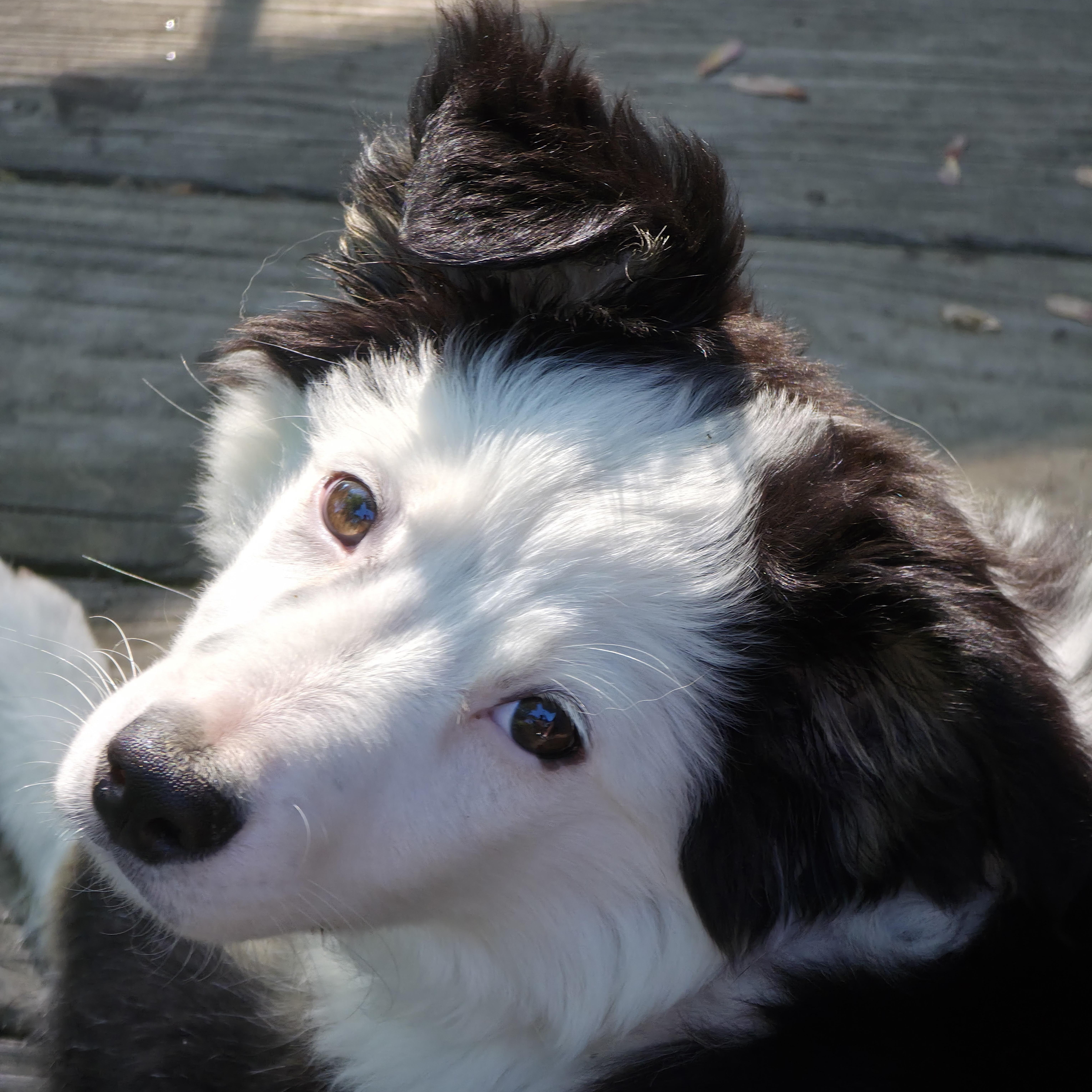 Jack, an adopted mixed breed in Berwick, ME image 1/5