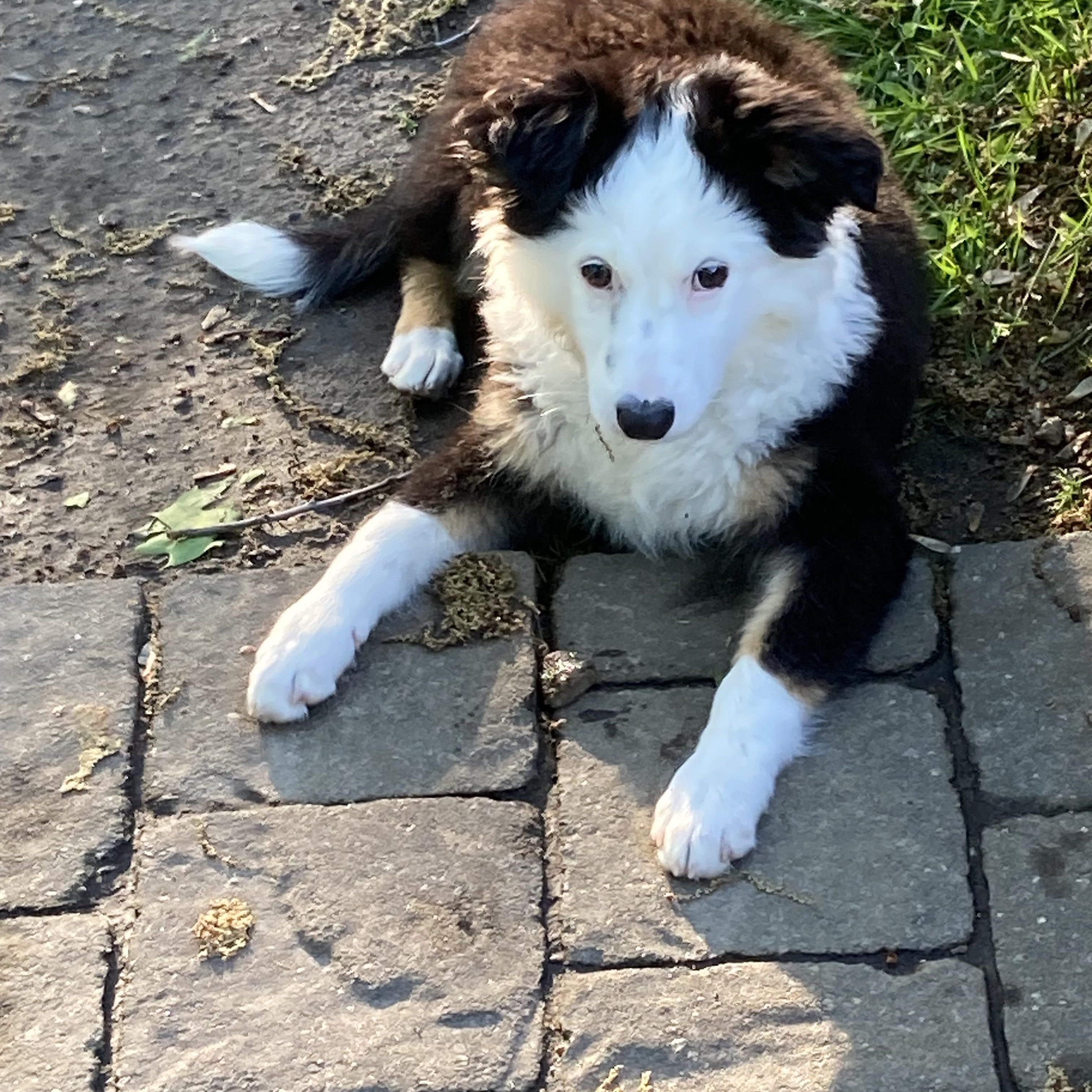 Jack, an adopted mixed breed in Berwick, ME image 3/5