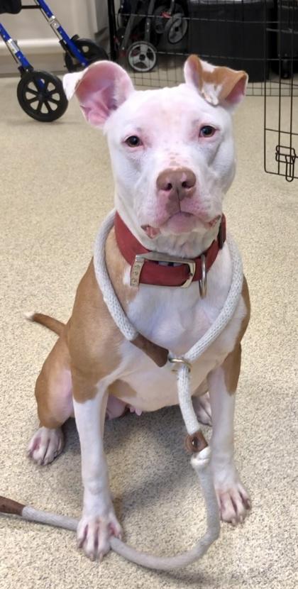 Enlarge Pecan Pie, a Adoptable mixed breed in Mount Holly, NJ image 1/6