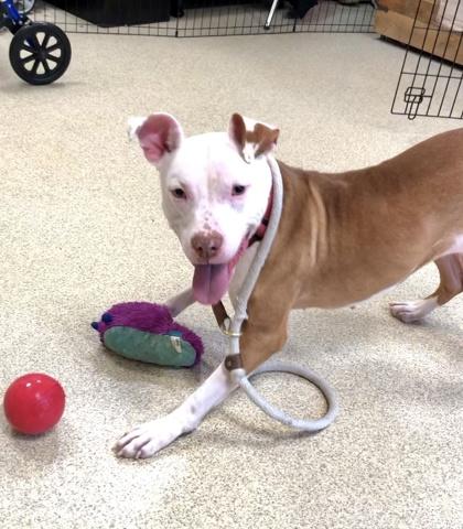 Enlarge Pecan Pie, a Adoptable mixed breed in Mount Holly, NJ image 5/6