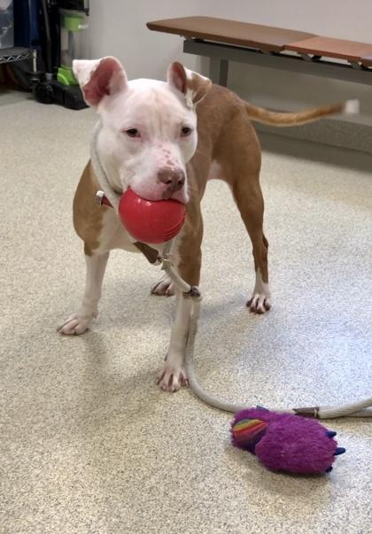Enlarge Pecan Pie, a Adoptable mixed breed in Mount Holly, NJ image 6/6