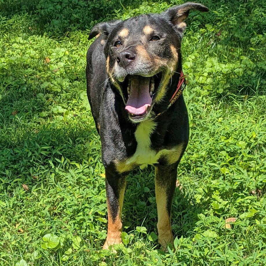 Enlarge Bruno, a Adoptable mixed breed in Charlottesville, VA image 1/6
