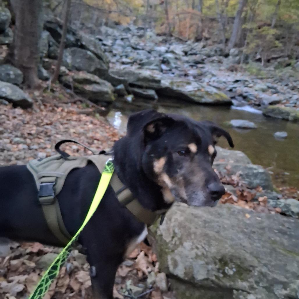 Enlarge Bruno, a Adoptable mixed breed in Charlottesville, VA image 5/6