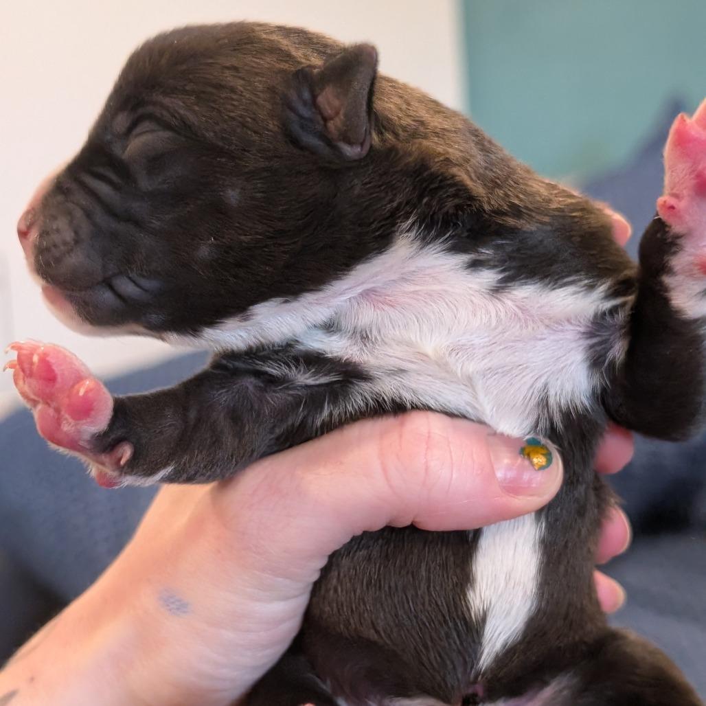 Otter, Adoptable, Puppy Female Mixed Breed.