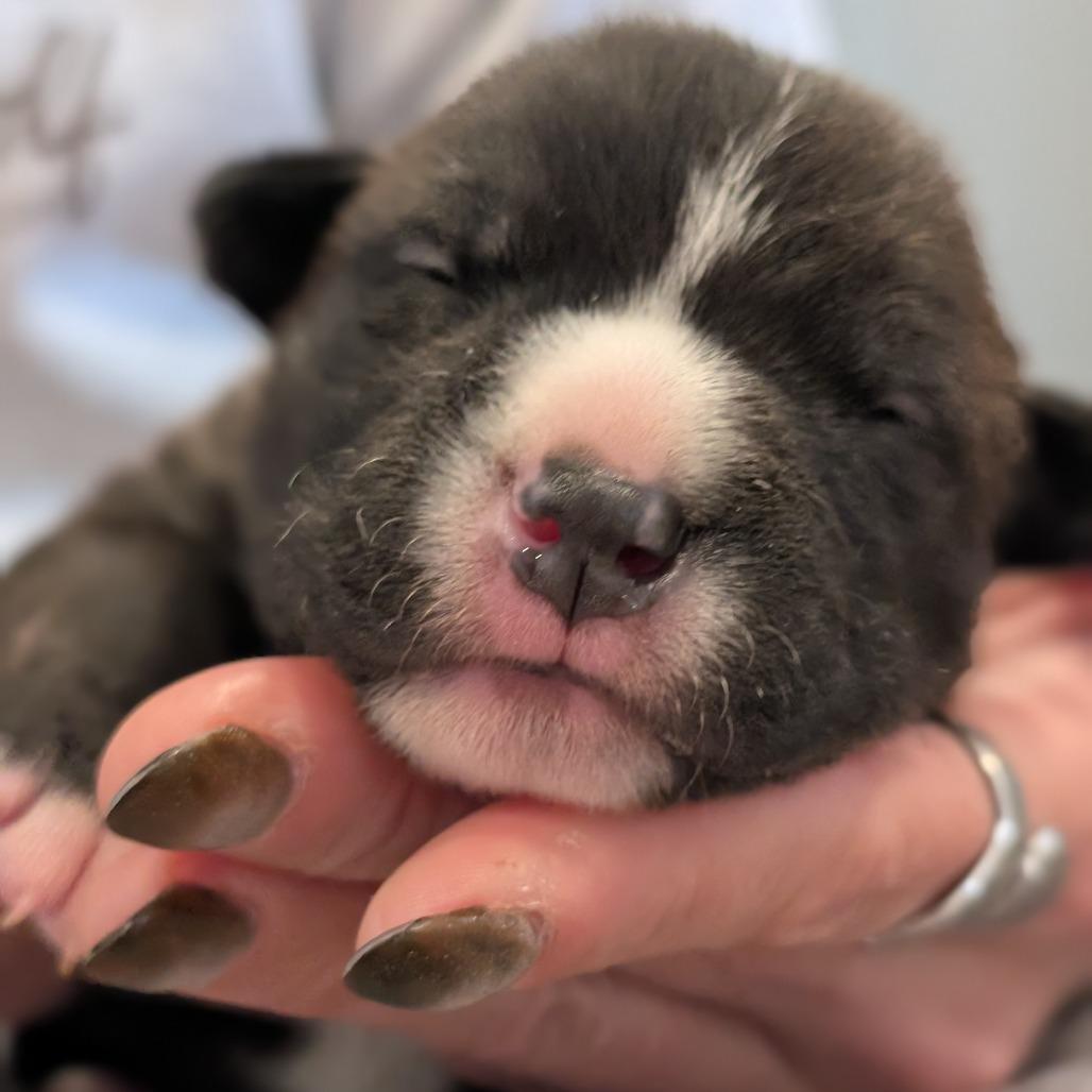 Enlarge Otter, a Adoptable Mixed Breed in Asheville, NC image 2/6