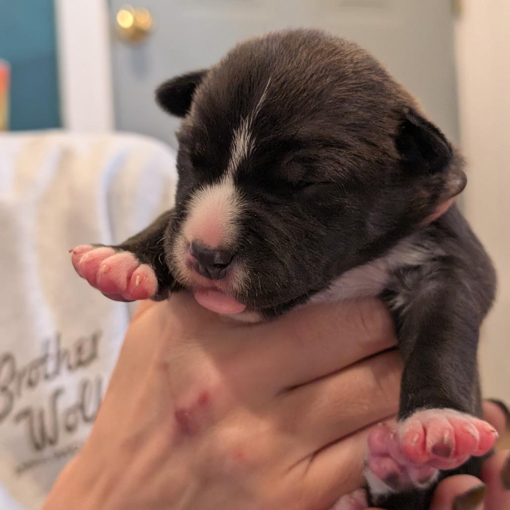 Enlarge Otter, a Adoptable Mixed Breed in Asheville, NC image 3/6