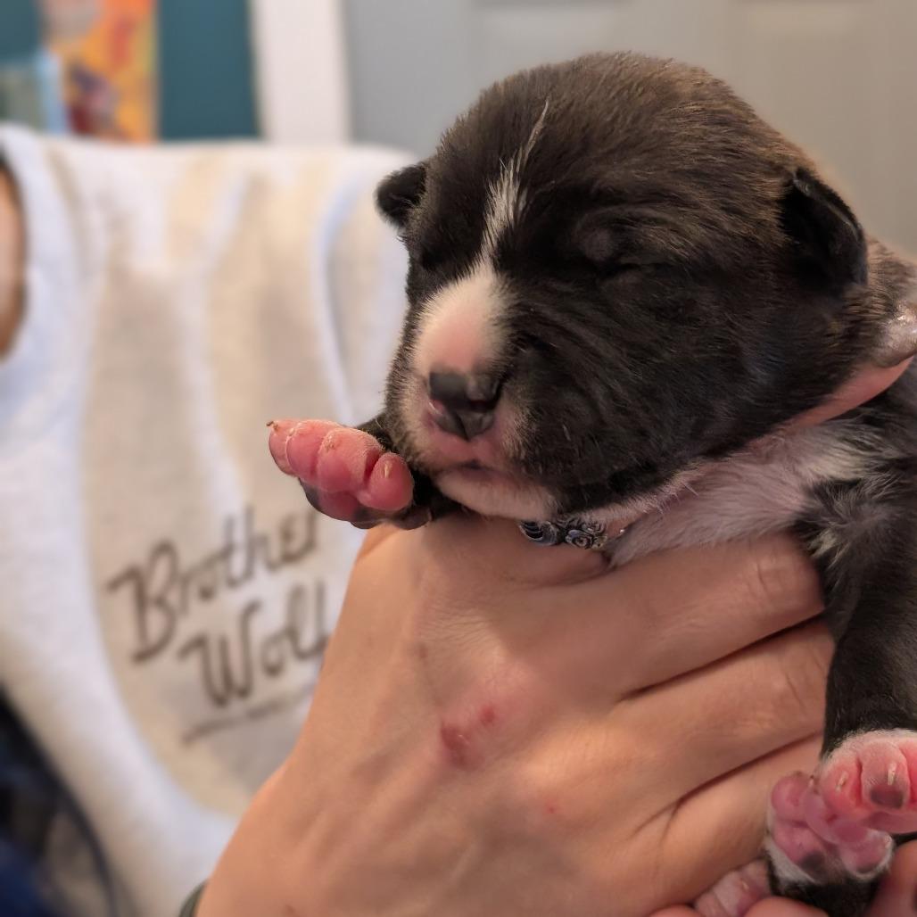 Enlarge Otter, a Adoptable Mixed Breed in Asheville, NC image 4/6
