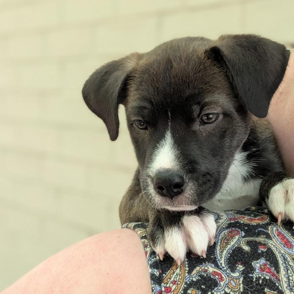 Enlarge Otter, a Adoptable Mixed Breed in Asheville, NC image 5/6