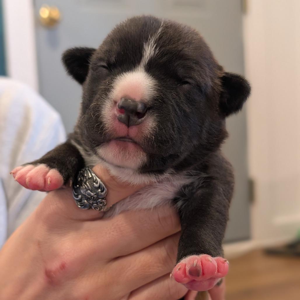Enlarge Otter, a Adoptable Mixed Breed in Asheville, NC image 6/6