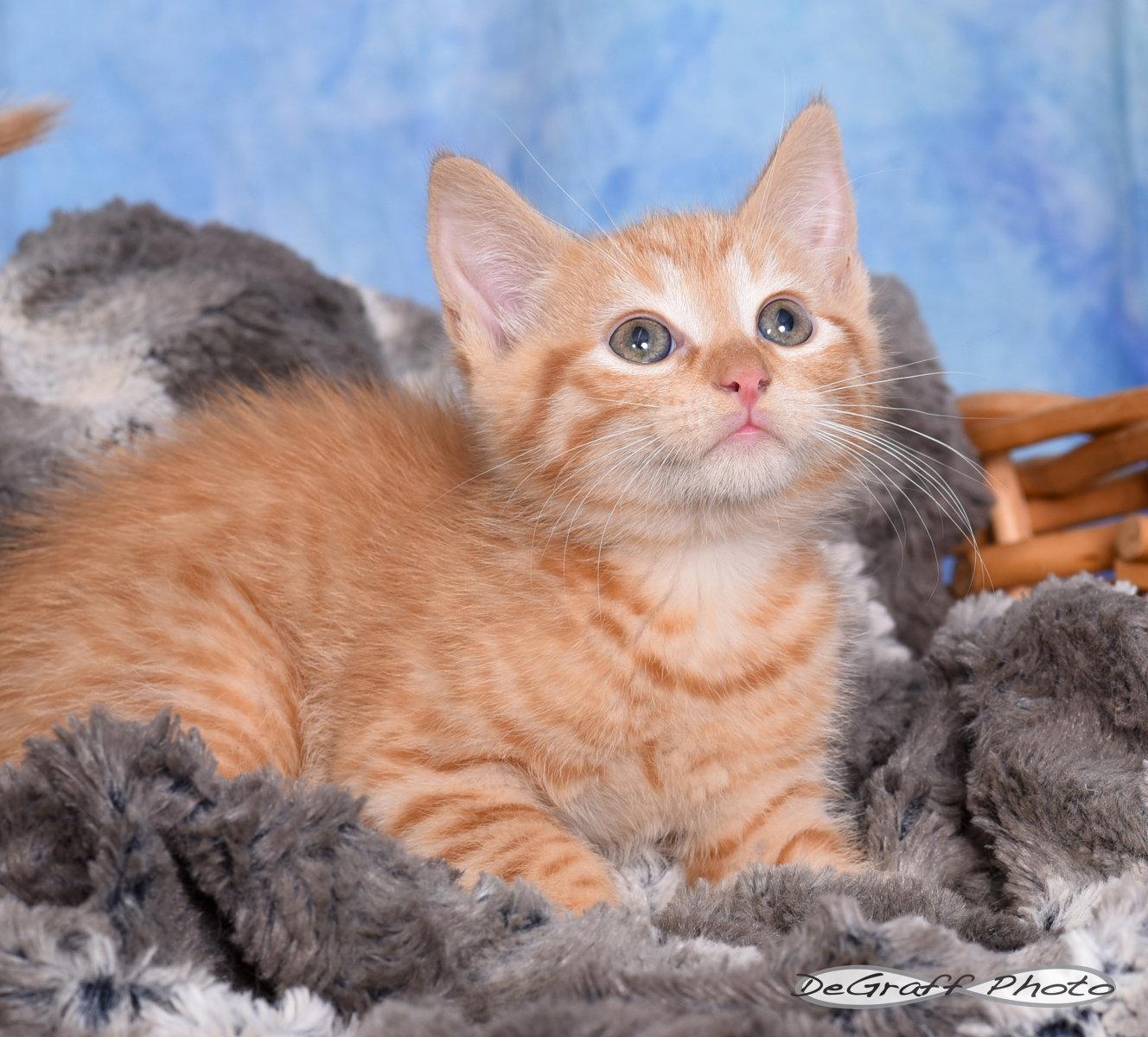 Tangerine, Adopted, Kitten Male Domestic Short Hair.