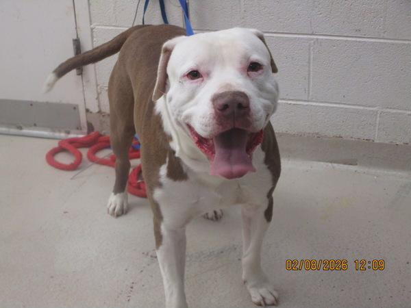 Enlarge Benz(828), a Adoptable mixed breed in Marietta, GA image 1/1