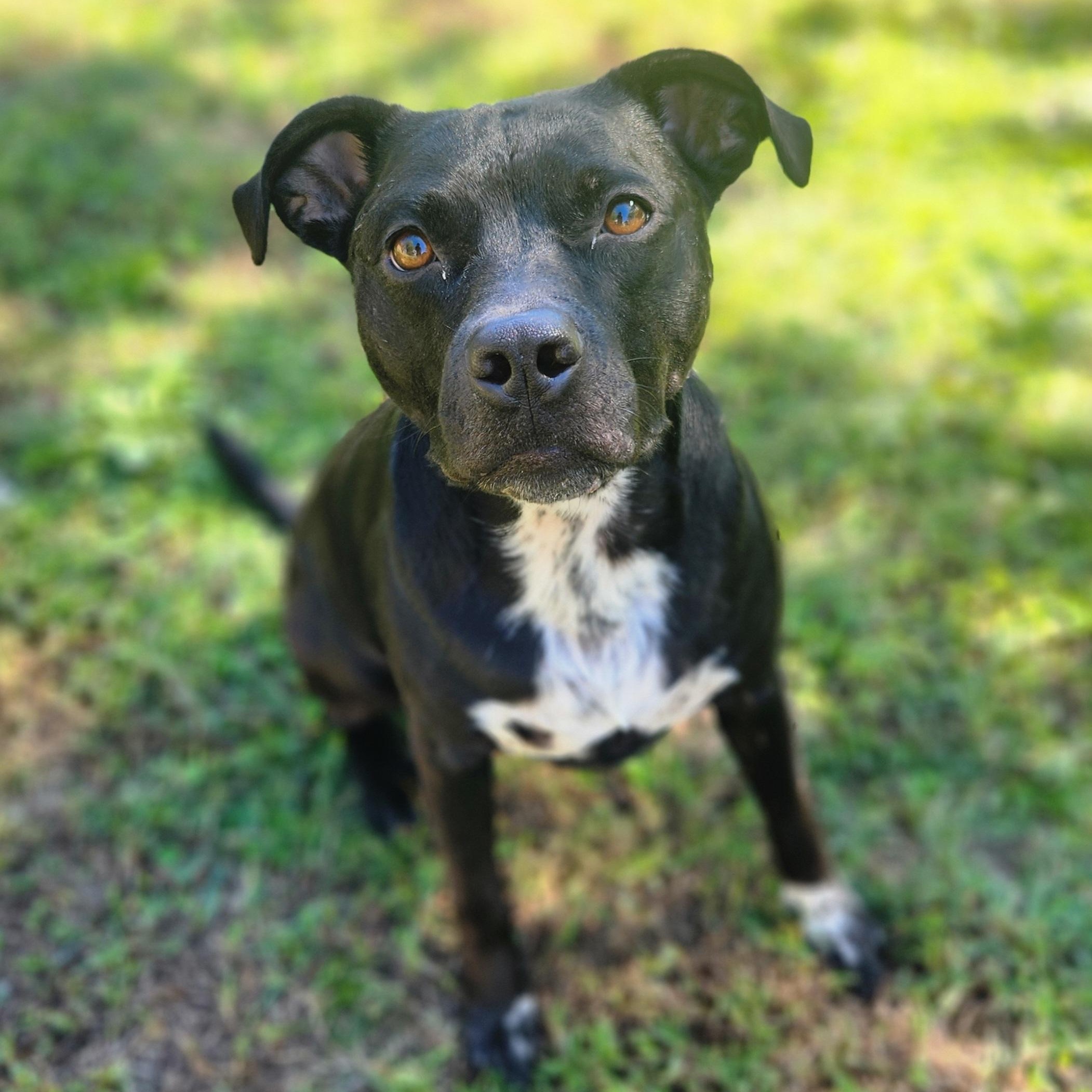 Banjo **ADOPTION FEE SPONSORED**