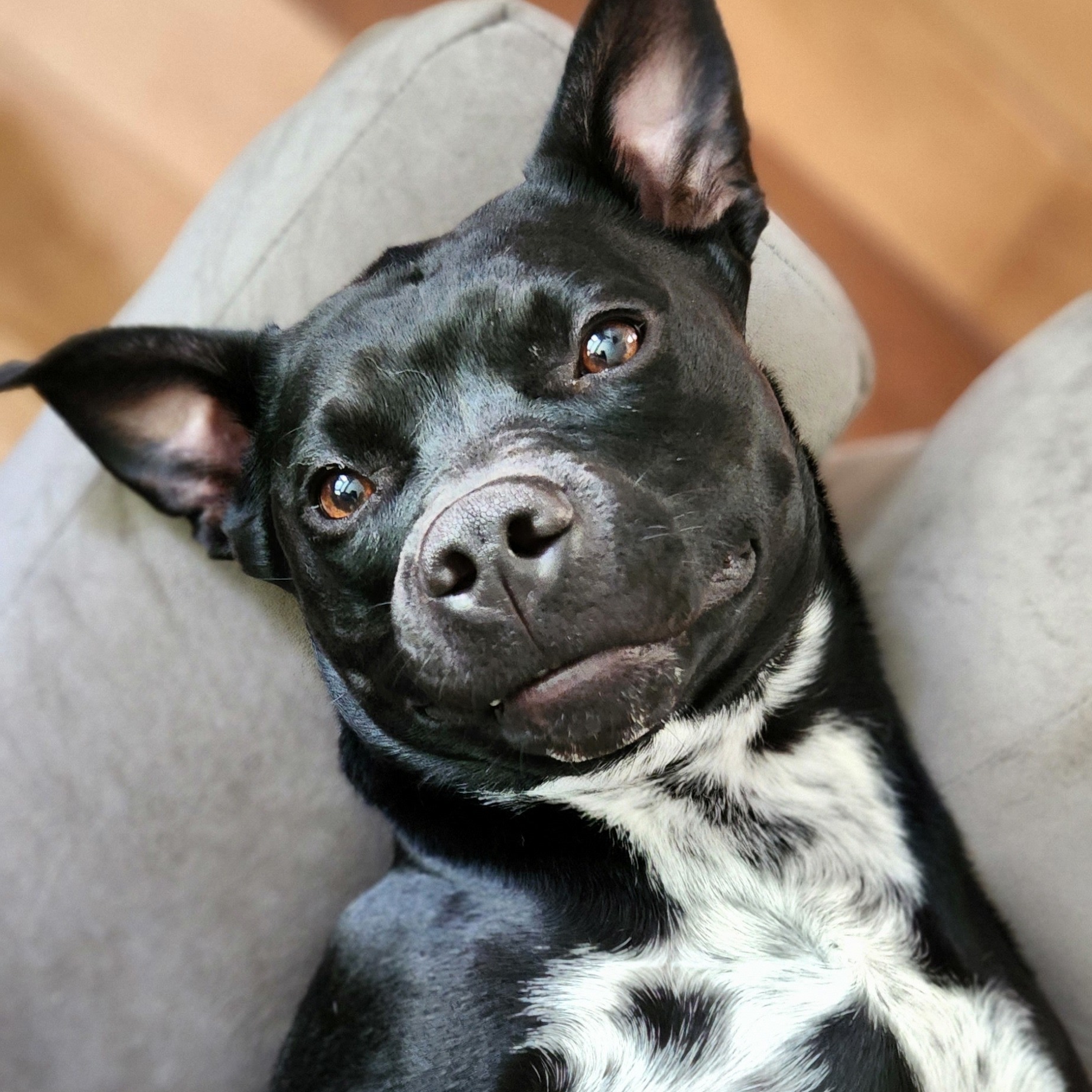 Banjo **ADOPTION FEE SPONSORED** — thumbnail 2