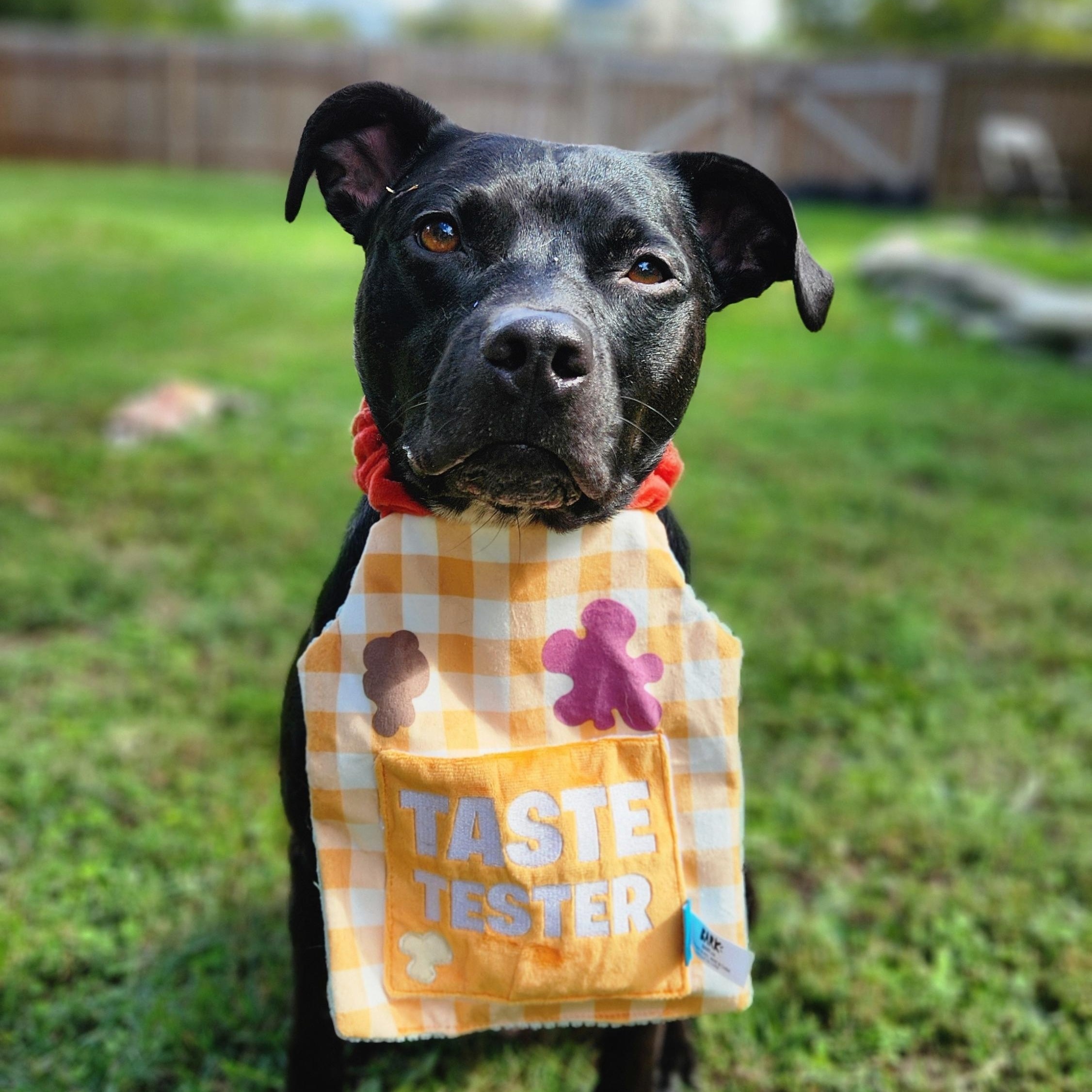 Banjo **ADOPTION FEE SPONSORED**