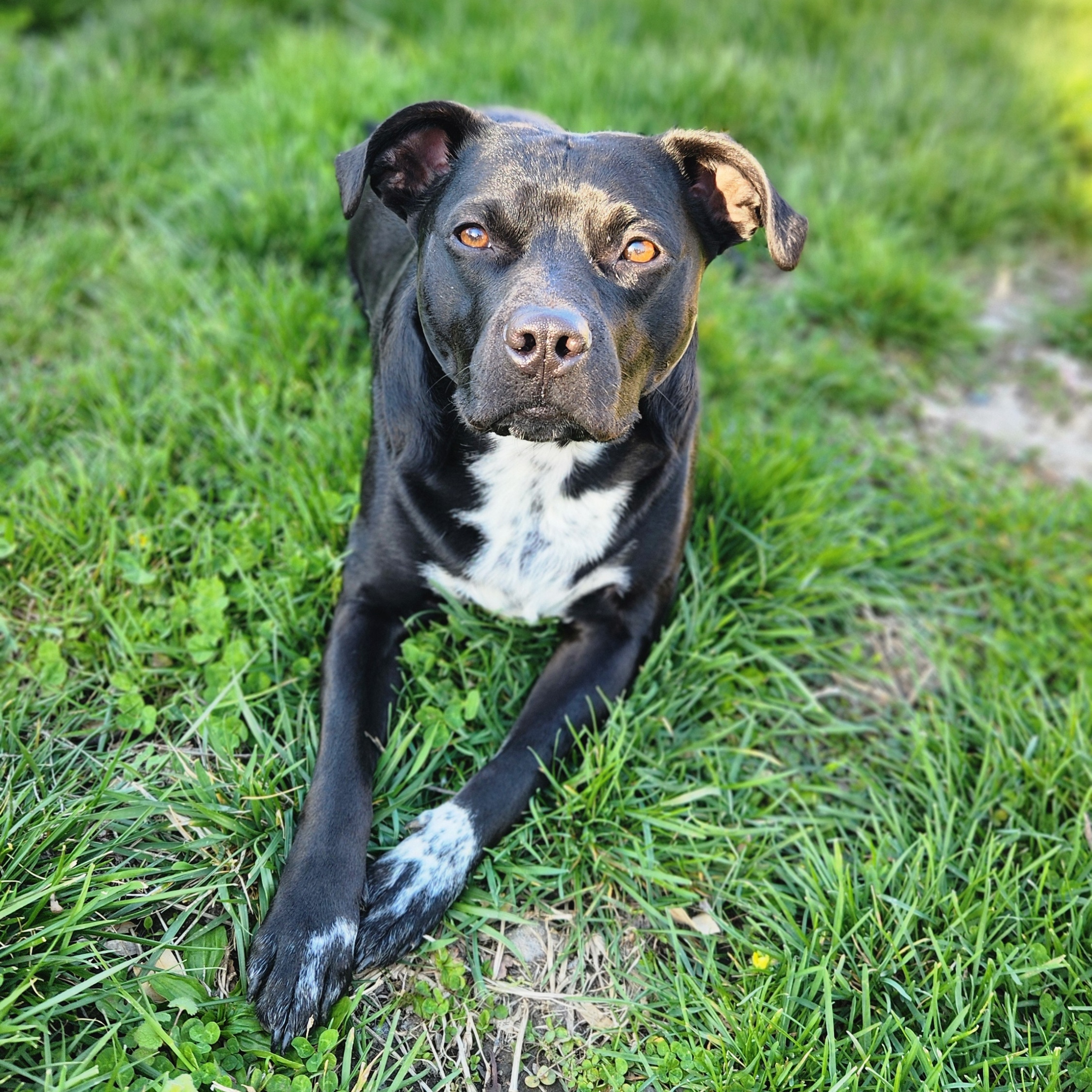 Banjo **ADOPTION FEE SPONSORED** — thumbnail 4