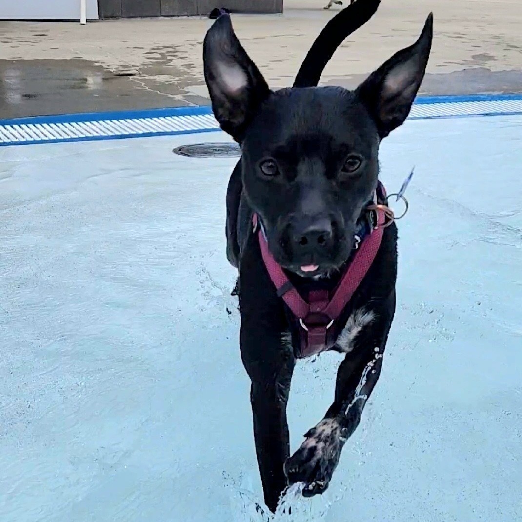 Banjo **ADOPTION FEE SPONSORED** — thumbnail 5