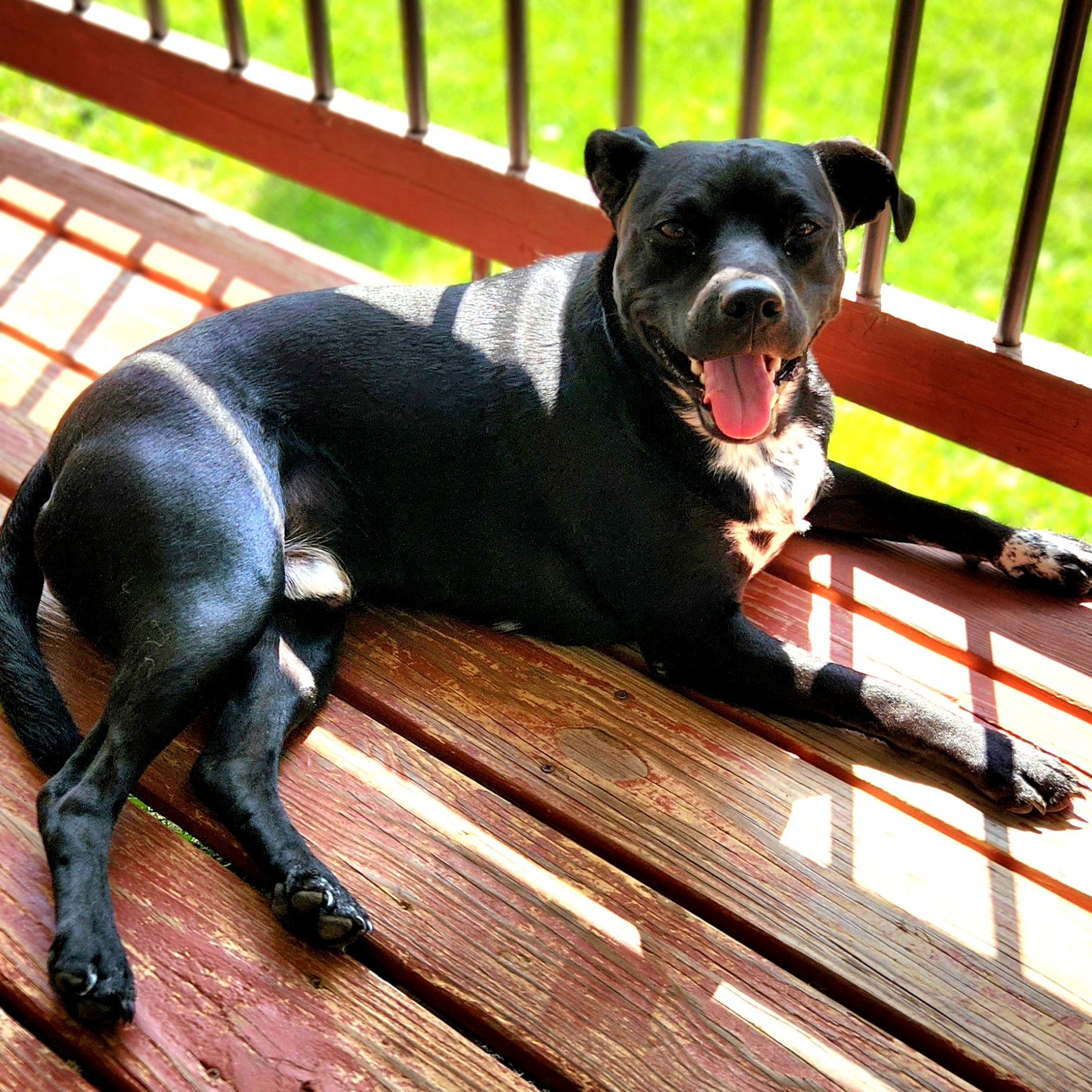 Banjo **ADOPTION FEE SPONSORED** — thumbnail 6